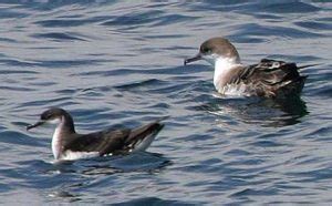 Manx Shearwater