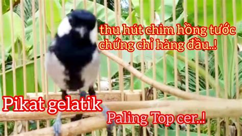 GELATIK BATU GACOR Pancingan Gelatik Batu Paling Topcer Pikat