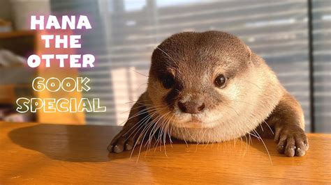 Introducing Hana The Otter K