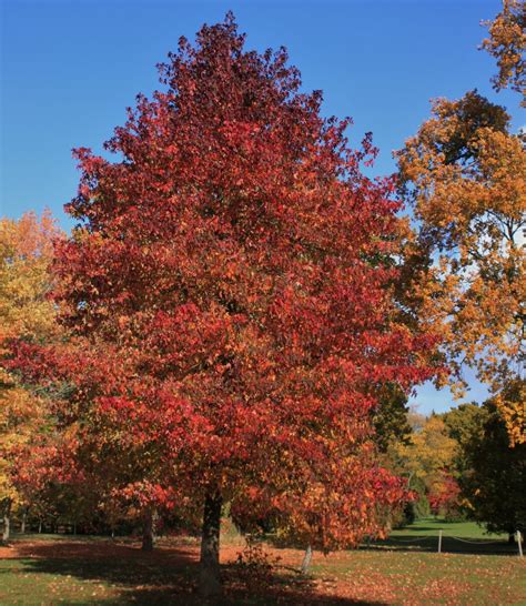 Amerikanischer Amberbaum Liquidambar Styraciflua Cm Im Liter Topf