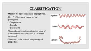 Spirochetes | PPT