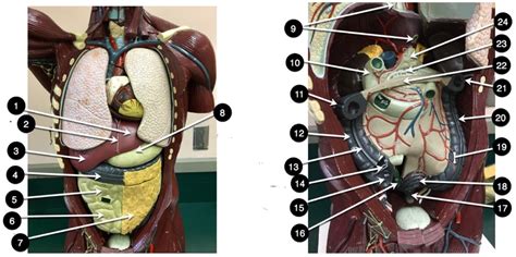 Digestive Dark Torso Model Digestive Organs Diagram Quizlet