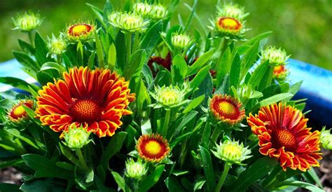 Growing Blanket Flowers In Pots Gaillardia At Home Gardening Tips