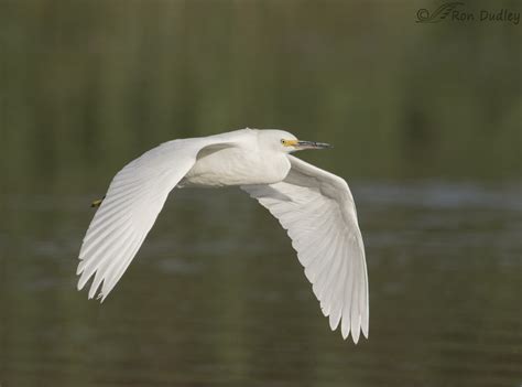 Two Mostly White Birds In Flight Feathered Photography