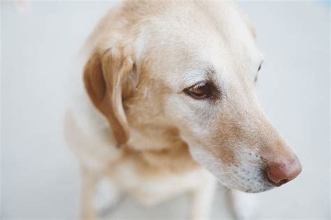 Por qué mi perro tose después de beber agua