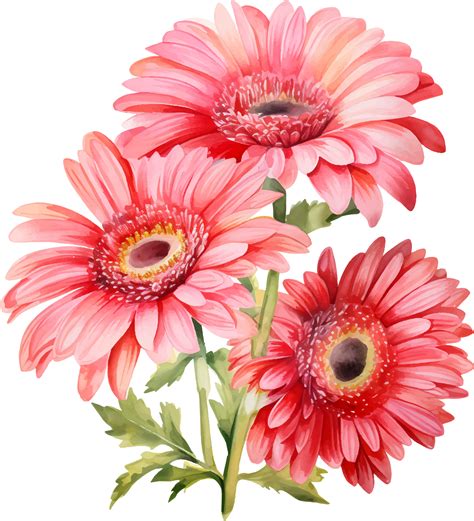 Gerbera Daisies Flowers Watercolor Ai Generate 25860425 Png