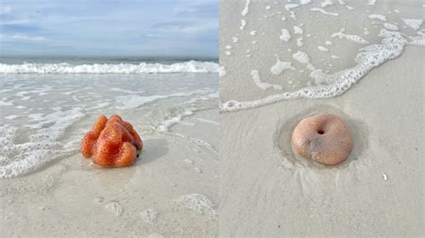 Sea porks spotted along Siesta Key Beach | wltx.com