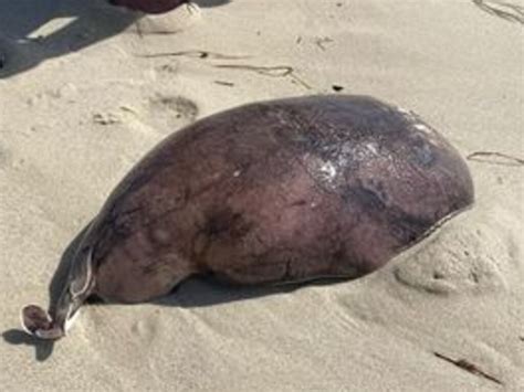 Mystery Blob Creature Washes Up At Quinns Rock Beach In Western