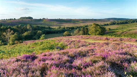 Explore The New Forest Top Things To Do Where To Stay And What To Eat