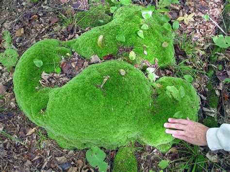 Door To Nature Mosses And Liverworts Door County Pulse