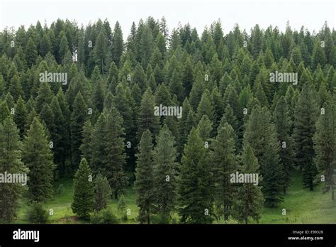 Stand Of Pine Trees Hi Res Stock Photography And Images Alamy