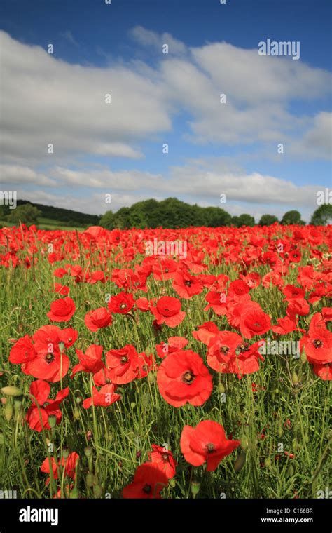 Opium poppies field hi-res stock photography and images - Alamy