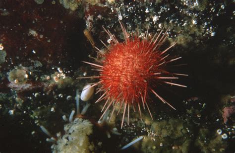 How Does Acidification Affect Sea Urchins Sea Urchins From Antarctica