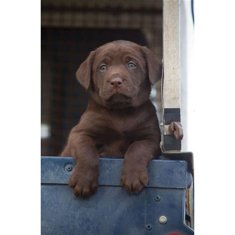 Karte Welpe Labrador braun vorn Marios Dogshop nur das Beste für