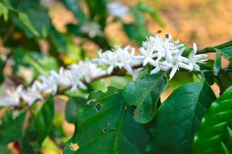 Flower of Arabica coffee stock image. Image of flora - 74440115