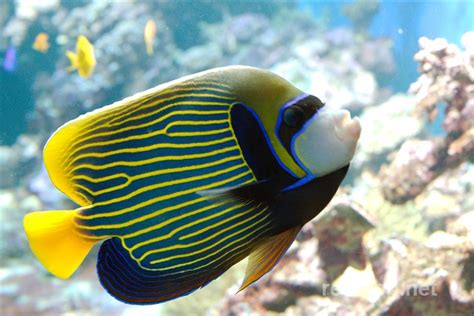 Pomacanthus Imperator Emperor Angelfish