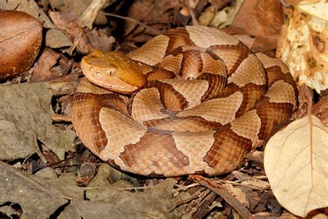 Baby Copperhead Season Is Upon Us In North Carolina Heres What To Do