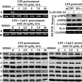 Mechanism Of Ampk Activation By Osu A Structures And Surface