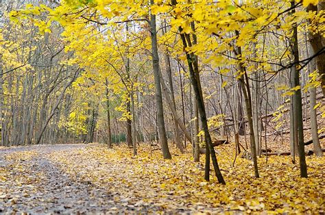 The Unique Ravine System Of Toronto Worldatlas