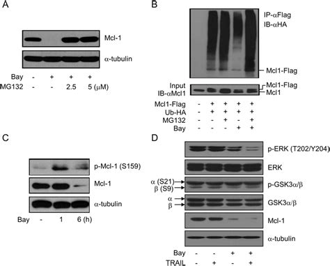 Bay 61 3606 Induced Ubiquitin Dependent Degradation Of Mcl 1 By Erk Download Scientific Diagram