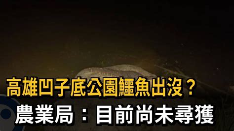 高雄凹子底公園鱷魚出沒？ 農業局：目前尚未尋獲－民視新聞 Youtube