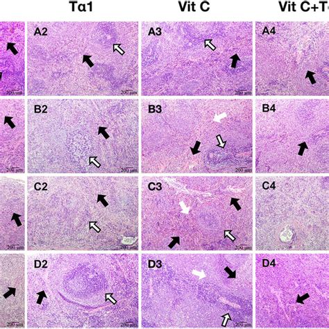 He Staining Of The Spleen Tissue A He Staining Of Spleen Tissue In Download Scientific