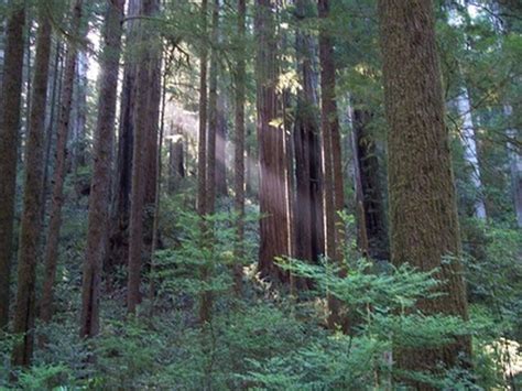 Learn How Fast Do Redwoods Grow How To Guides Tips And Tricks