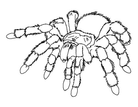 Free Printable Spider Coloring Pages For Kids