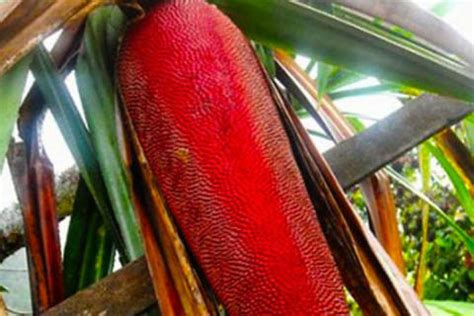 Manfaat Buahmerah Dari Papua Pelangiqq Lounge