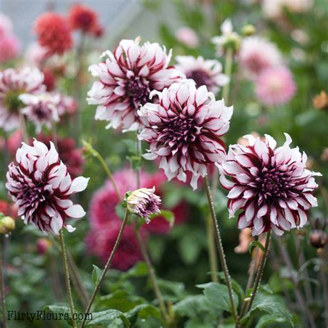 Tartan Dahlia Centerpiece – Flirty Fleurs The Florist Blog ...