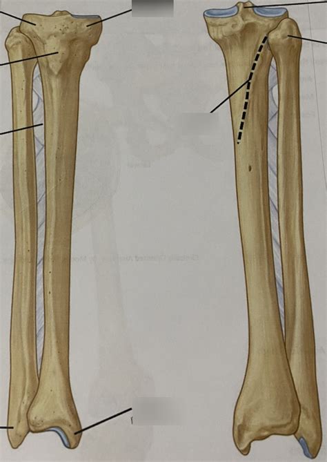 Diagram Of Tibia Fibula Diagram Quizlet