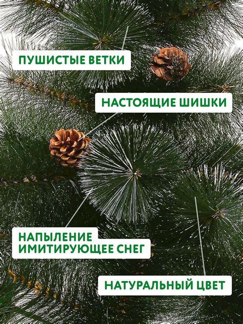 Сосна пушистая с шишками настольная, 60 см ‹ Лазаревское и Цены (2025)