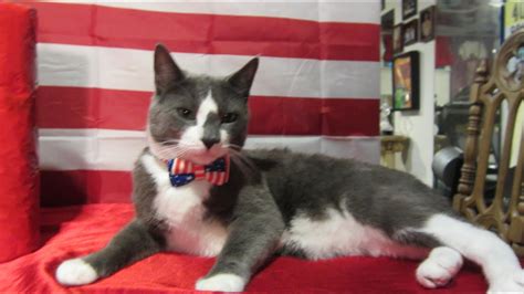 HAPPY JULY 4TH FROM MY CATS ROMULUS REMUS PART 4 YouTube