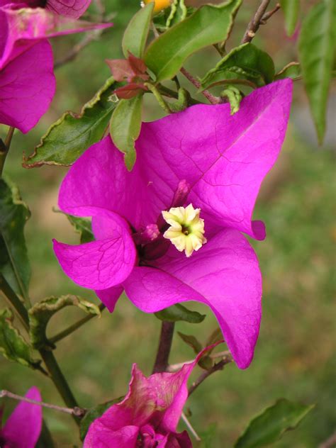 Flor Espinhos Significado Tipos E Como Cuidar Confira