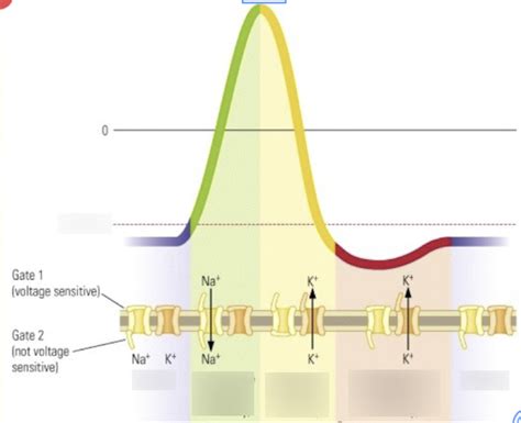 Diagram of Lecture 2: Neurones and Synapses | Quizlet