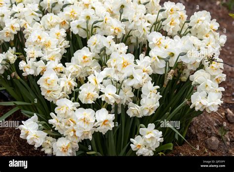 Narcissus Erlicheer Double Daffodil Close Up Stock Photo Alamy