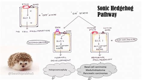 Sonic Hedgehog pathway | Pathology Made Simple