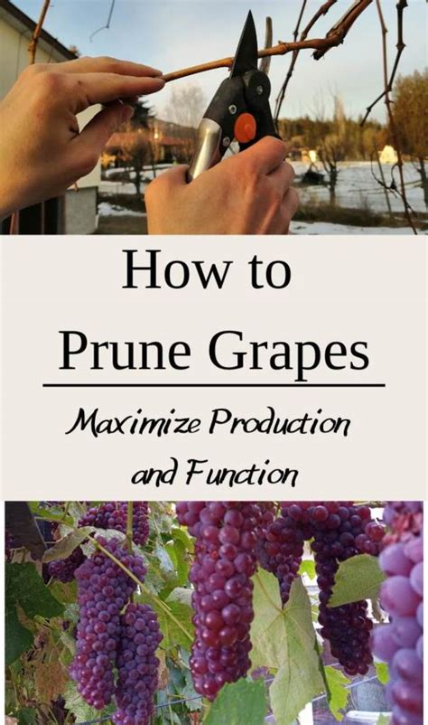 How to Prune Grapes: An Easy Method for Production and Function ...