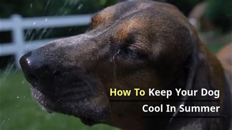 How To Keep Your Dog Cool In Summer Youtube