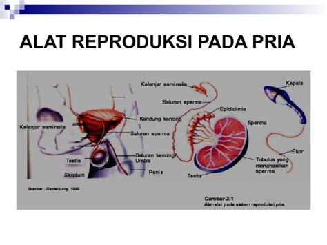 Sistem Reproduksi Pada Manusia Kelas 9 Kurikulum Merdeka Ppt