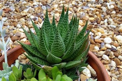 The Spikes and Stripes of Haworthia Succulents | Container Gardening