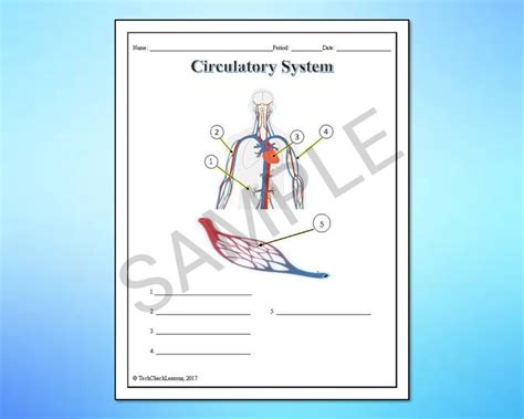 Human Body Systems Labeling Worksheets Activity Printable Bundle