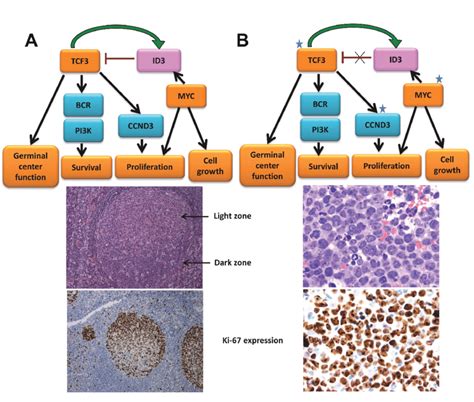 Somatic Mutations In Burkitt Lymphoma Frequently Target Id3 Tcf3 And Download Scientific