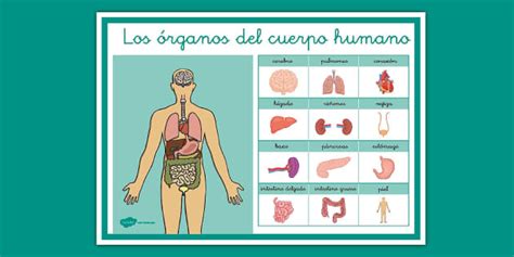 Póster Los órganos del cuerpo humano Twinkl