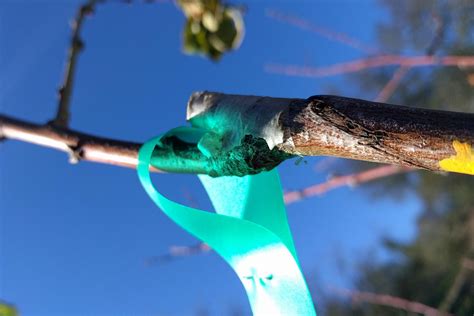 Winter Grafts On Deciduous Fruit Trees Greg Alders Yard Posts