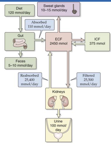 32 Electrolyte Homeostasis Flashcards Quizlet