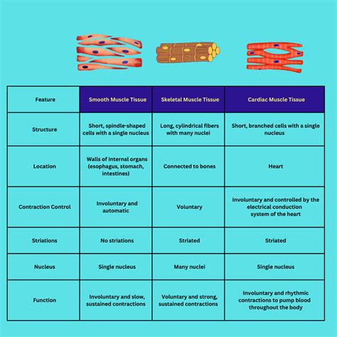 smooth cardiac skeletal muscle diagram