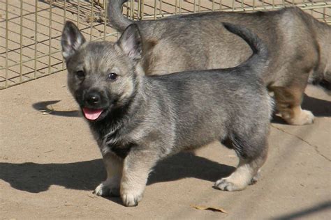 Swedish Lapphund Puppies - Puppy Dog Gallery