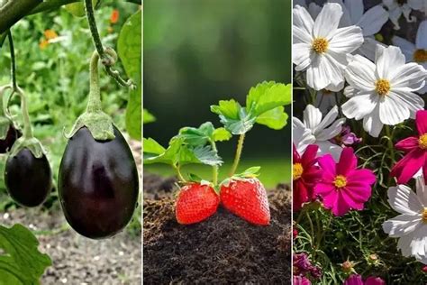 Que Planter En Avril L Gumes Fruits Et Fleurs En Abondance