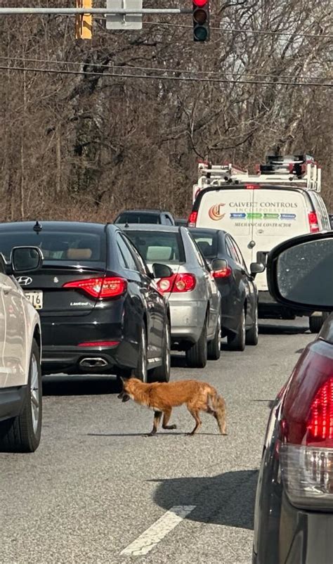 “Just a fox casually crossing Suitland Parkway” - PoPville